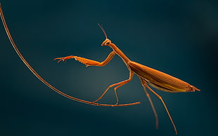 brown mantis, macro, mantis, insect HD wallpaper