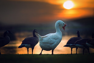white and black swan photo