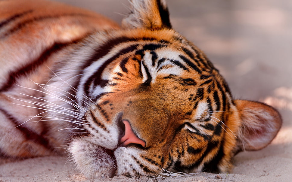 tiger wildlife photography HD wallpaper