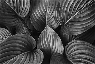 gray scale photo of leaf