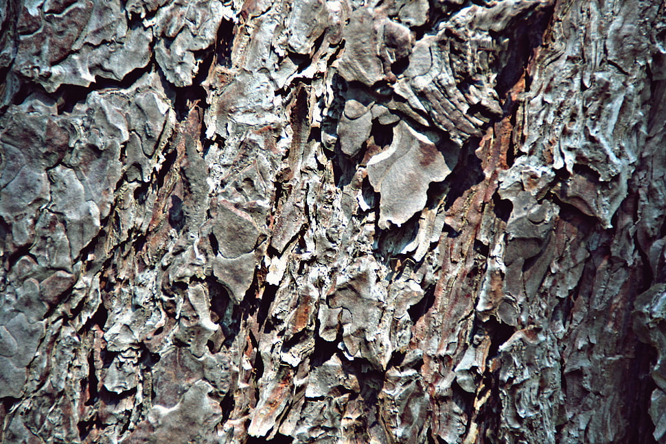 trees, bark, brown, texture HD wallpaper