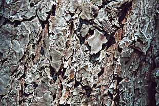 trees, bark, brown, texture
