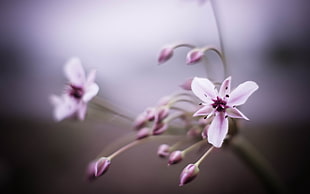photography of pink petaled flower