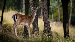brown deer near the tree