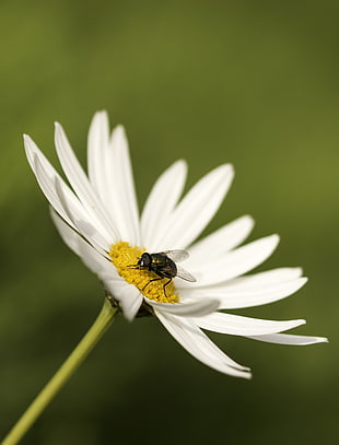 black Bottlefly on white flower closeup photographyt