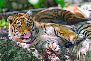 two tigers lying down