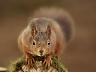 close up photo of squirrel on tree
