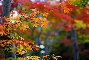 selective focus photography of maple tree HD wallpaper