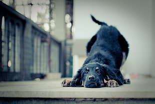 black and coated dog laying on gray concrete floor in tilt shift lens shot