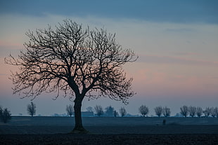 silhouette of bare tree under blue sky during daytime