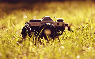 black and gray DSLR camera on grass lawn