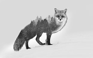 gray fox illustration