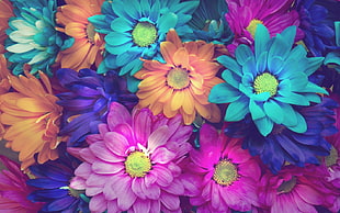 teal, pink, blue, and orange flowers