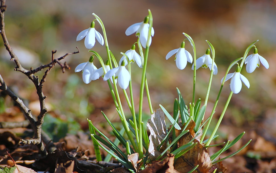 white petal flowers HD wallpaper