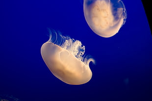 two jellyfish HD wallpaper