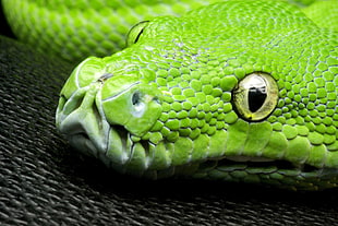 green snake, nature, animals, yellow eyes, snake HD wallpaper