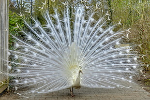 photo of white peahen