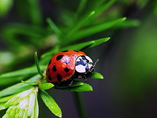 macro photo of a red and black Coccinellidae ladybug on green leaf
