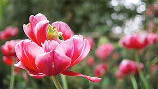 selective focus photography of pink tulip flowers