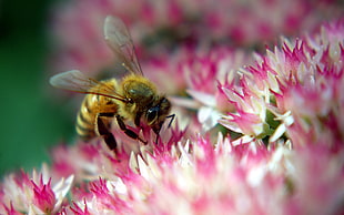bee sucking nectar on pink flower