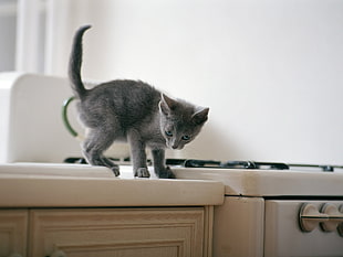 gray kitten HD wallpaper
