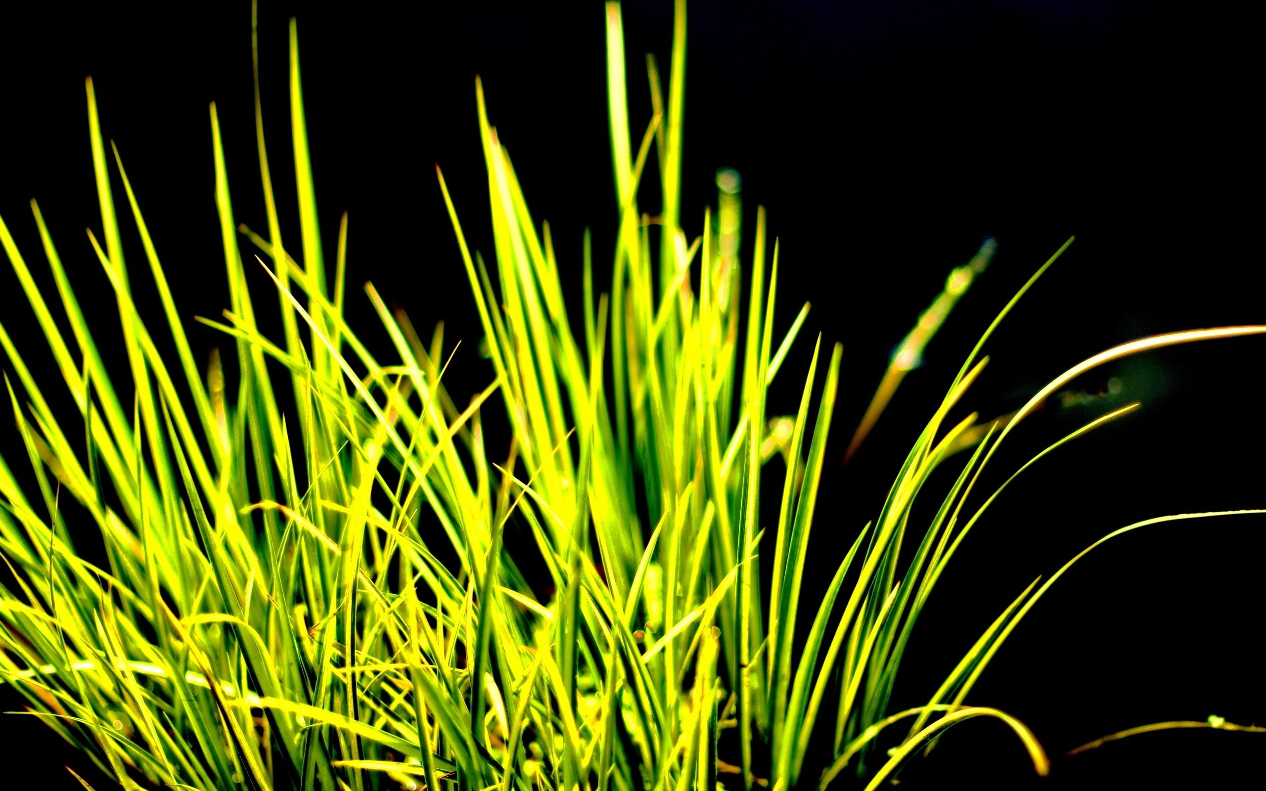 Green Grass Hd Wallpaper Wallpaper Flare