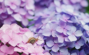 snail crawling pink petaled flowers near purple petaled flowers