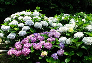 assorted clustered flower