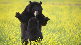two black bears on yellow Rapeseed flower field during daytime