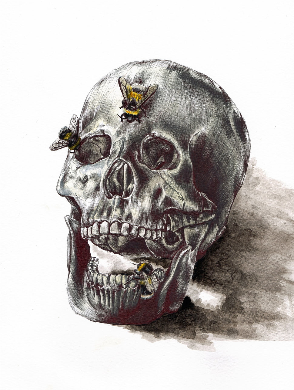 gray and black skull with bee sketch, artwork, bones, skull, insect HD wallpaper
