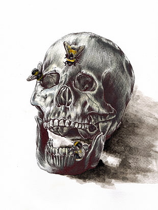 gray and black skull with bee sketch, artwork, bones, skull, insect HD wallpaper