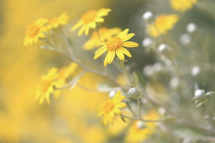 assorted yellow daisy flowers during daytime