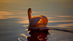 white dock, birds, water, swan, sunlight