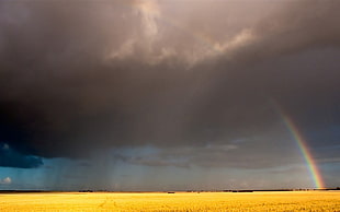 panoramic photo of yellow field under grey clouds with rainbow photo taken during daytime