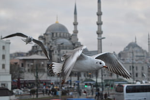 white bird, Istanbul, Turkey, animals, birds