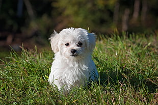 white Maltese puppy sitting on grass field during daytime