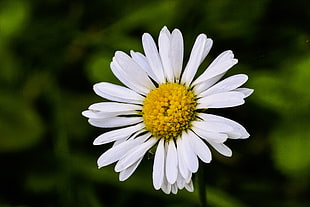 focus photography of white daisy flower during daytime