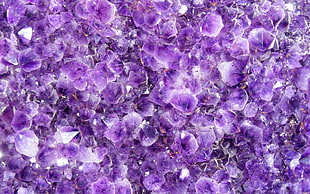 photo of purple petaled flowers HD wallpaper