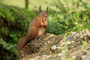 photo of brown Squirrel standing in tree gesture HD wallpaper