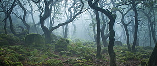 photo of forest during daytime