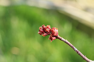 red flower bud, Branch, Spring, Tree