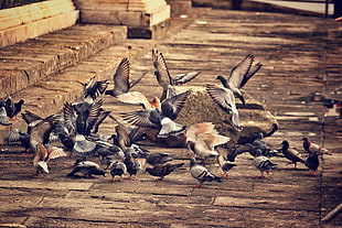 flock of grey birds on brown concrete bricked path