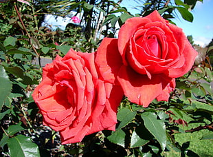 selective photography of red roses