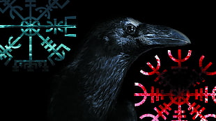 black crow, Vegvísir, crow, Aegishjalmur, Vikings HD wallpaper