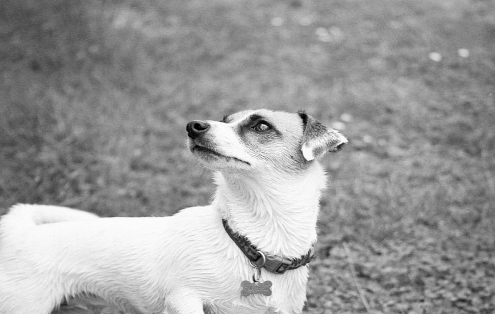 white and gray dog, monochrome, dog, animals HD wallpaper
