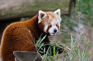 brown animal, Red panda, Lesser panda, Protruding tongue