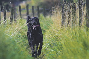 adult black Labrador retriever