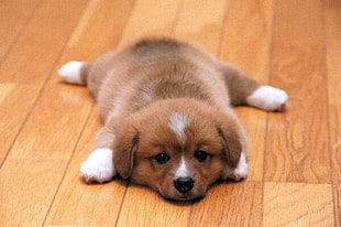 tan and white short coated puppy lying on the parquet floor
