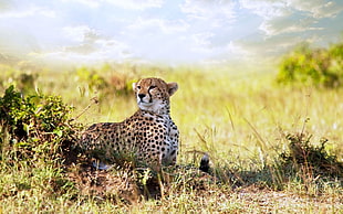 leopard sitting on grass HD wallpaper
