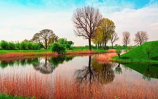 body of water between trees and grass, lake, nature, spring, water